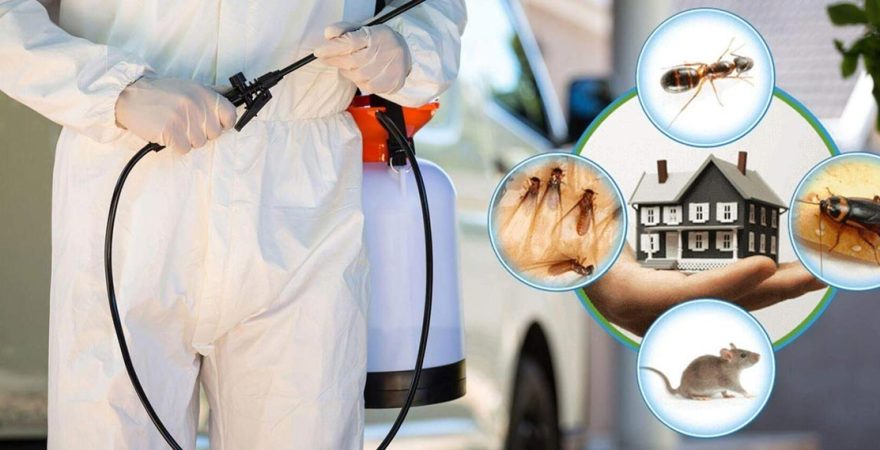 Han Böcek İlaçlama